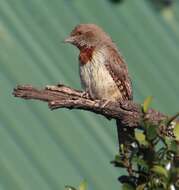 Image of Red-throated Wryneck