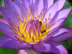 Image of blue star water-lily