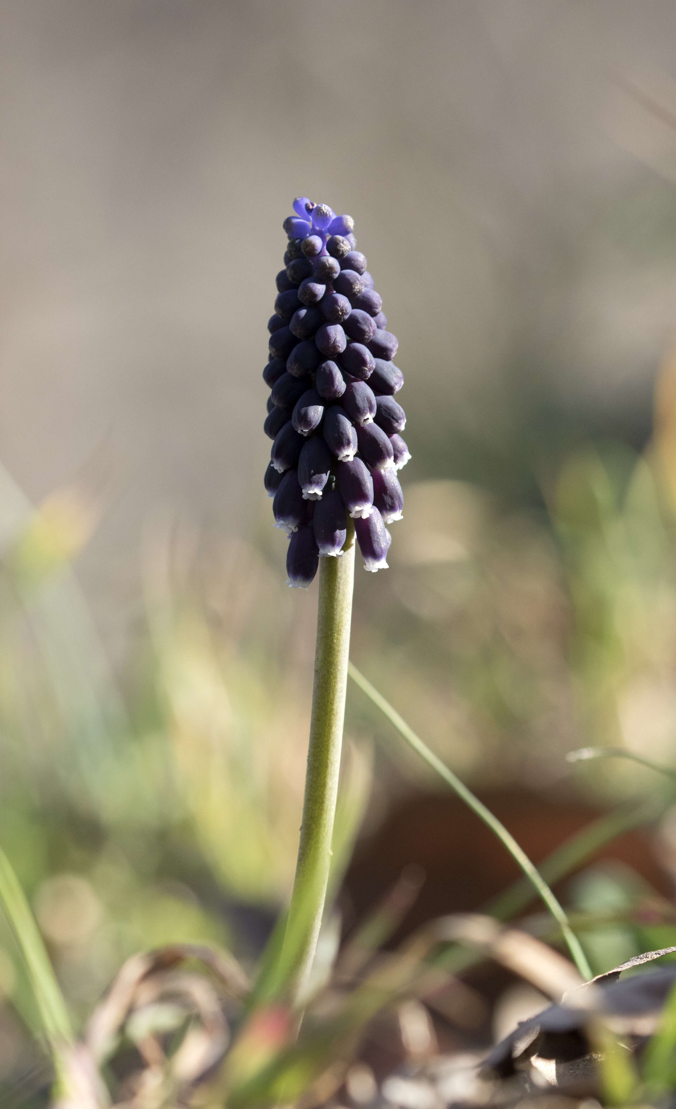 Image of Armenian grape hyacinth