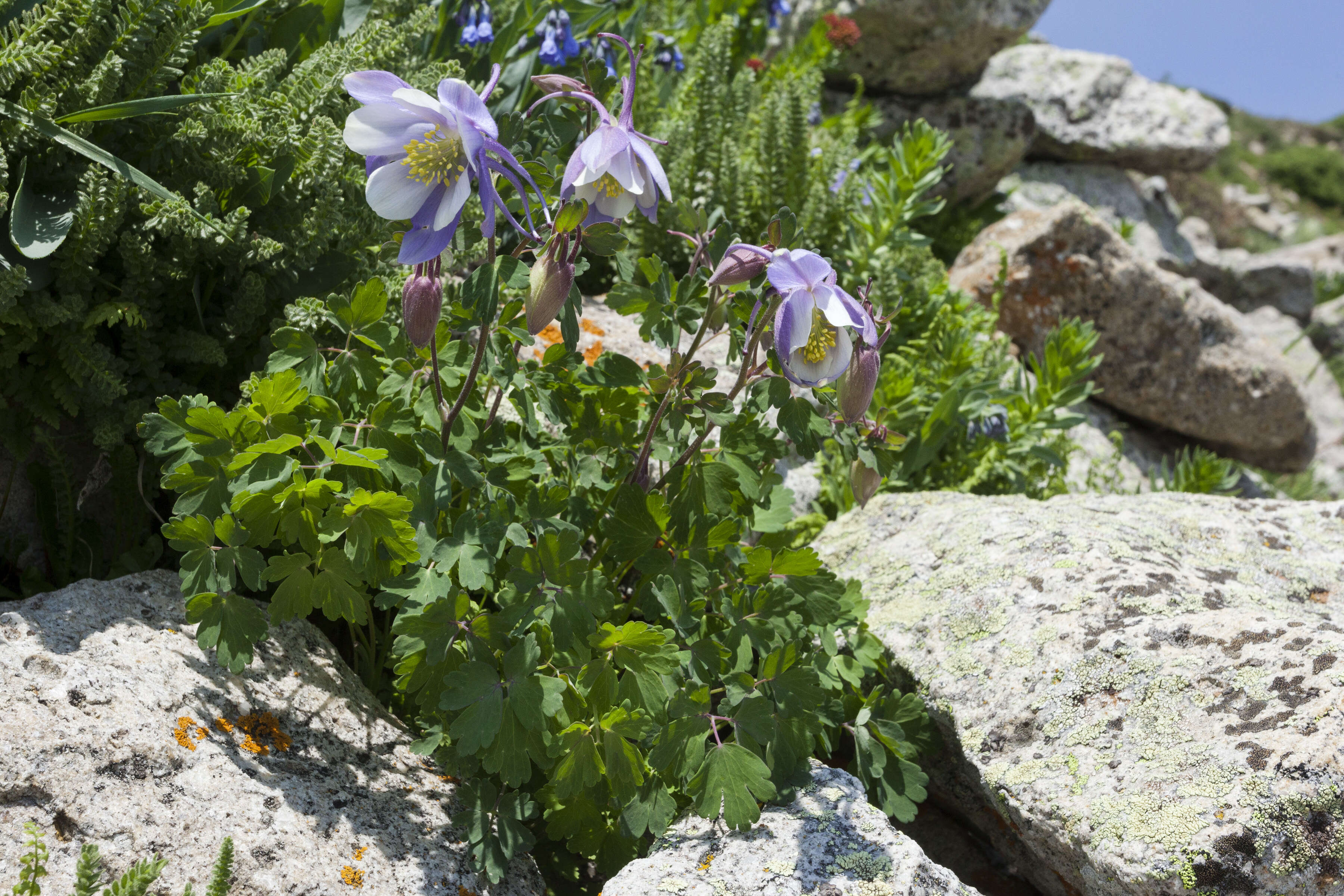 Image of Colorado blue columbine