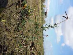 Image of Narrow-leaved Bird's-foot-trefoil