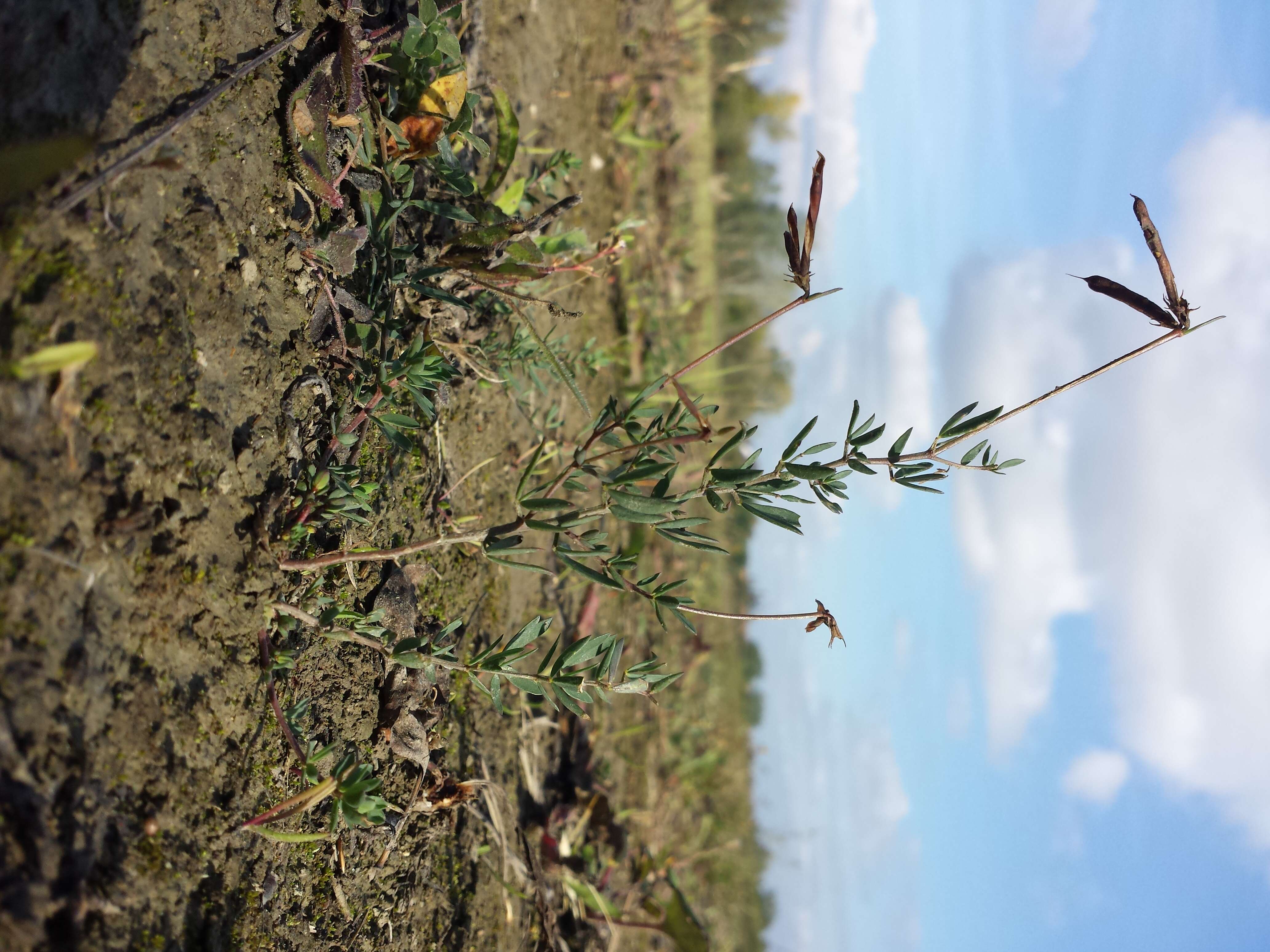 Image of Narrow-leaved Bird's-foot-trefoil