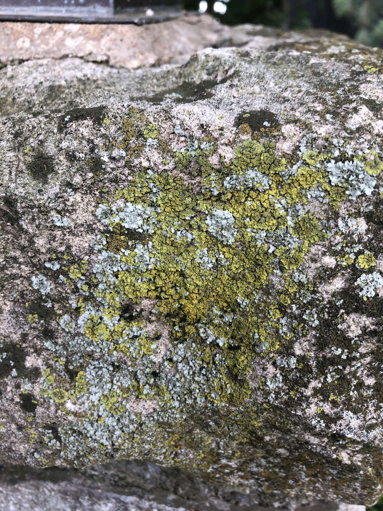 Image of eggyolk lichen