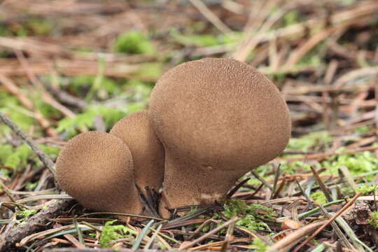 Imagem de Lycoperdon umbrinum Pers. 1801