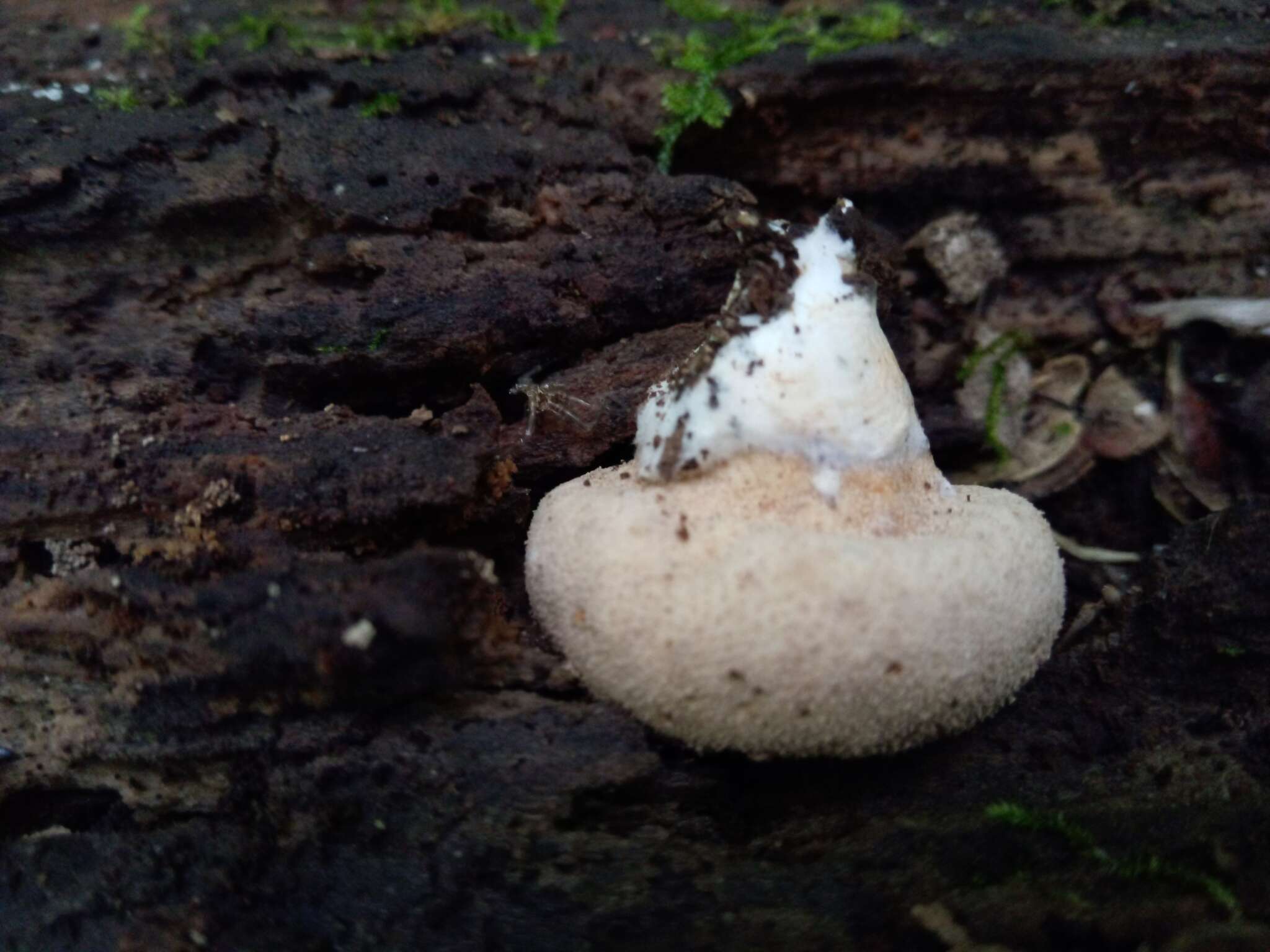 Imagem de Lycoperdon subincarnatum Peck 1872