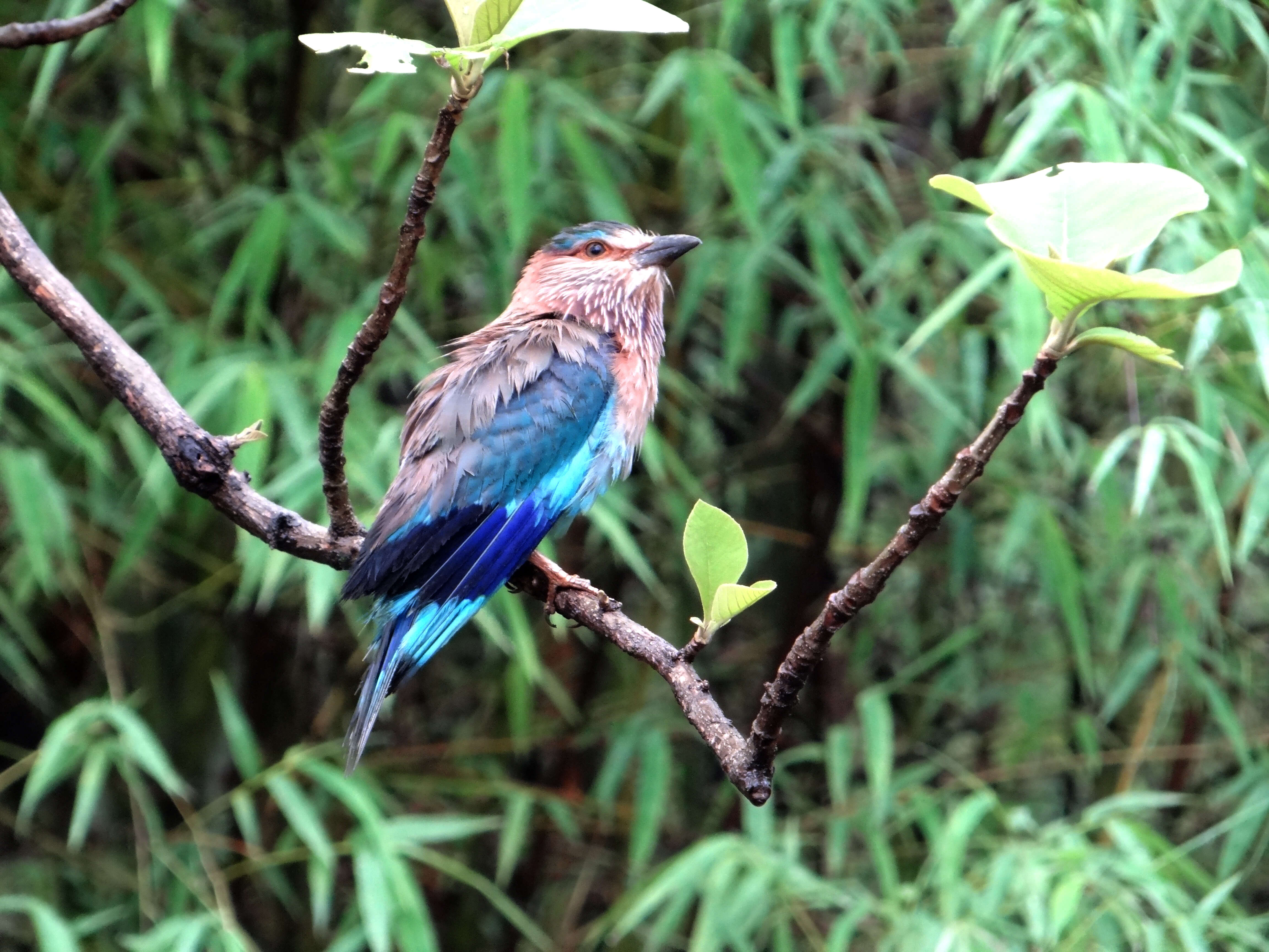 Image of Indian Roller