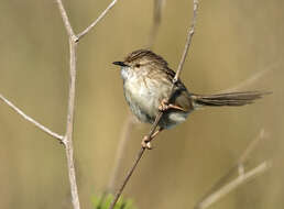 Image of Graceful Prinia