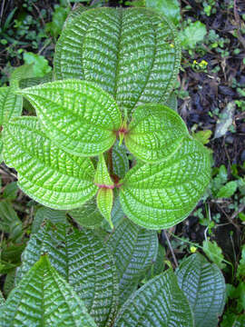 Image of soapbush