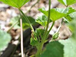 Image of common mallow