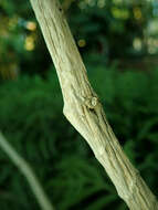 Image of Bengal clock vine