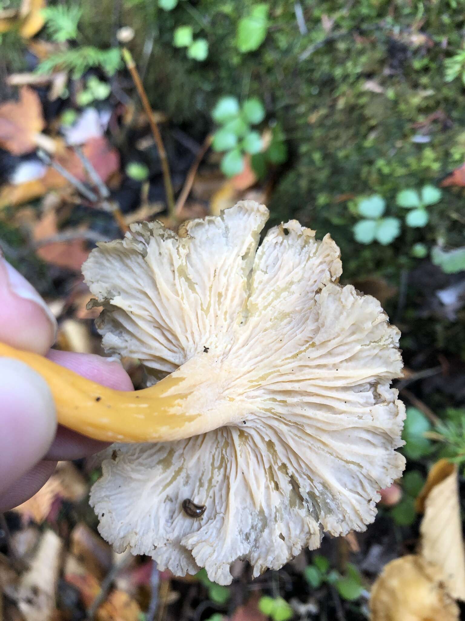 Image of Funnel Chanterelle