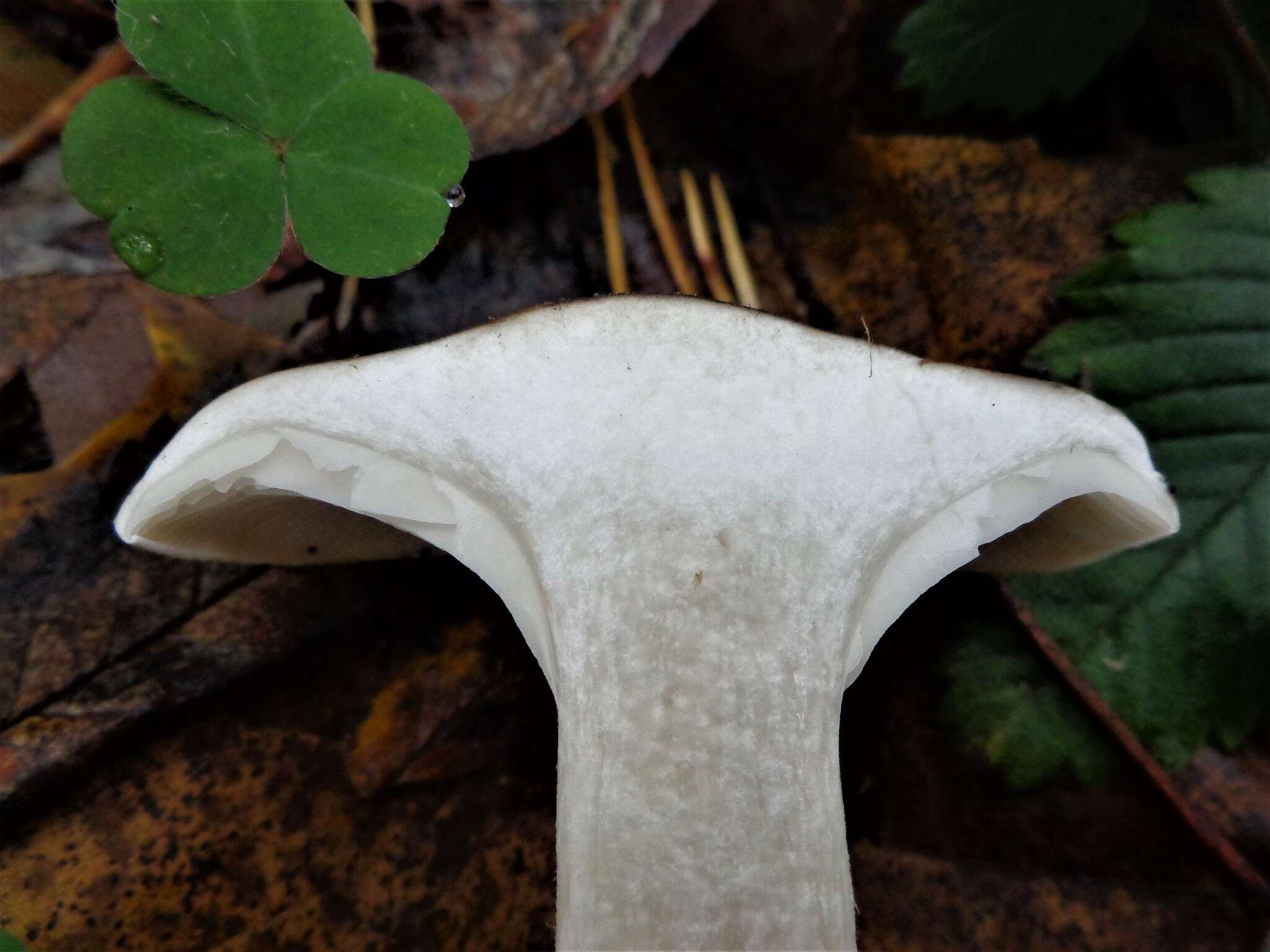 Image of Clitocybe nebularis (Batsch) P. Kumm. 1871