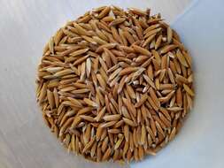 Image of rice