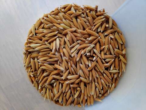 Image of rice