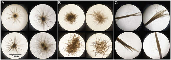 Image of Trichodesmium Ehrenberg ex Gomont 1892