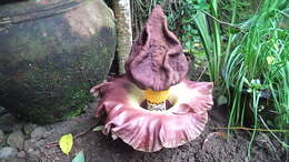 Amorphophallus paeoniifolius (Dennst.) Nicolson resmi