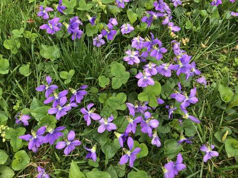 Image of common blue violet