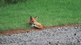 Image of Vulpes vulpes schrencki Kishida 1924