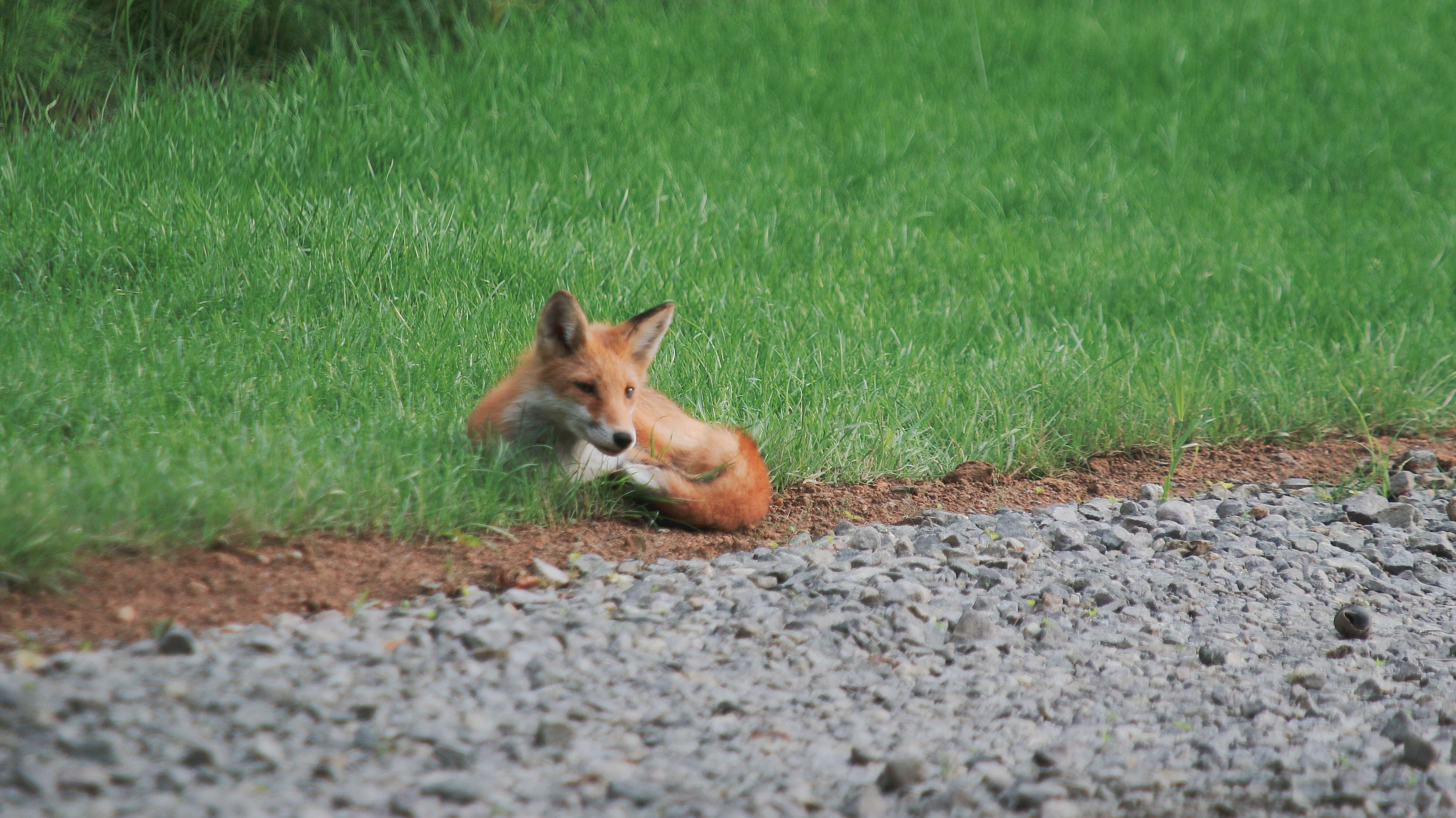 Image of Vulpes vulpes schrencki Kishida 1924