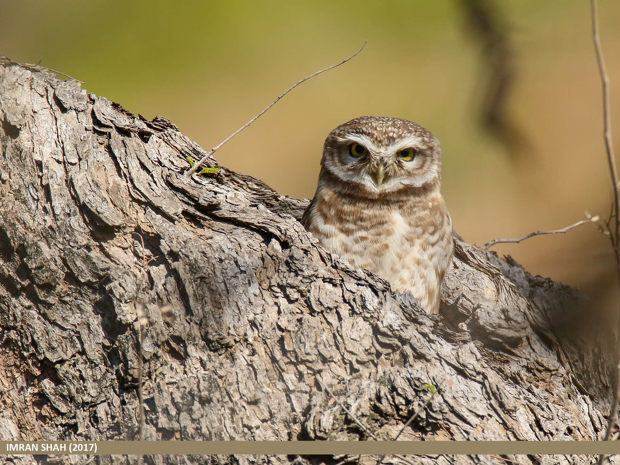 Image of Spotted Owlet