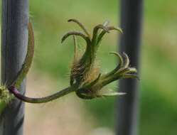 Image of Ivyleaf morning-glory