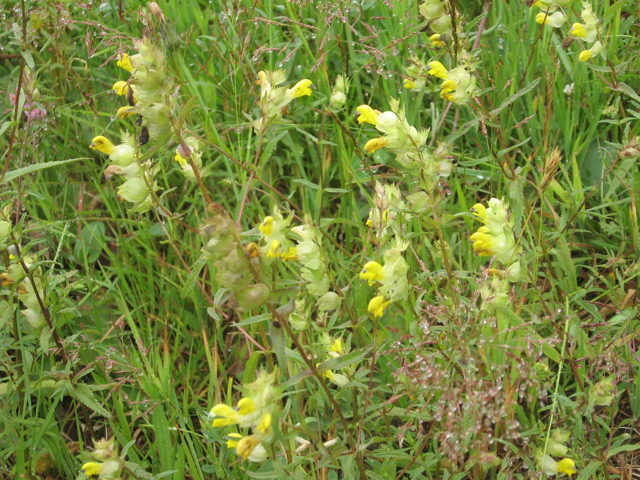 Rhinanthus angustifolius C. C. Gmelin resmi