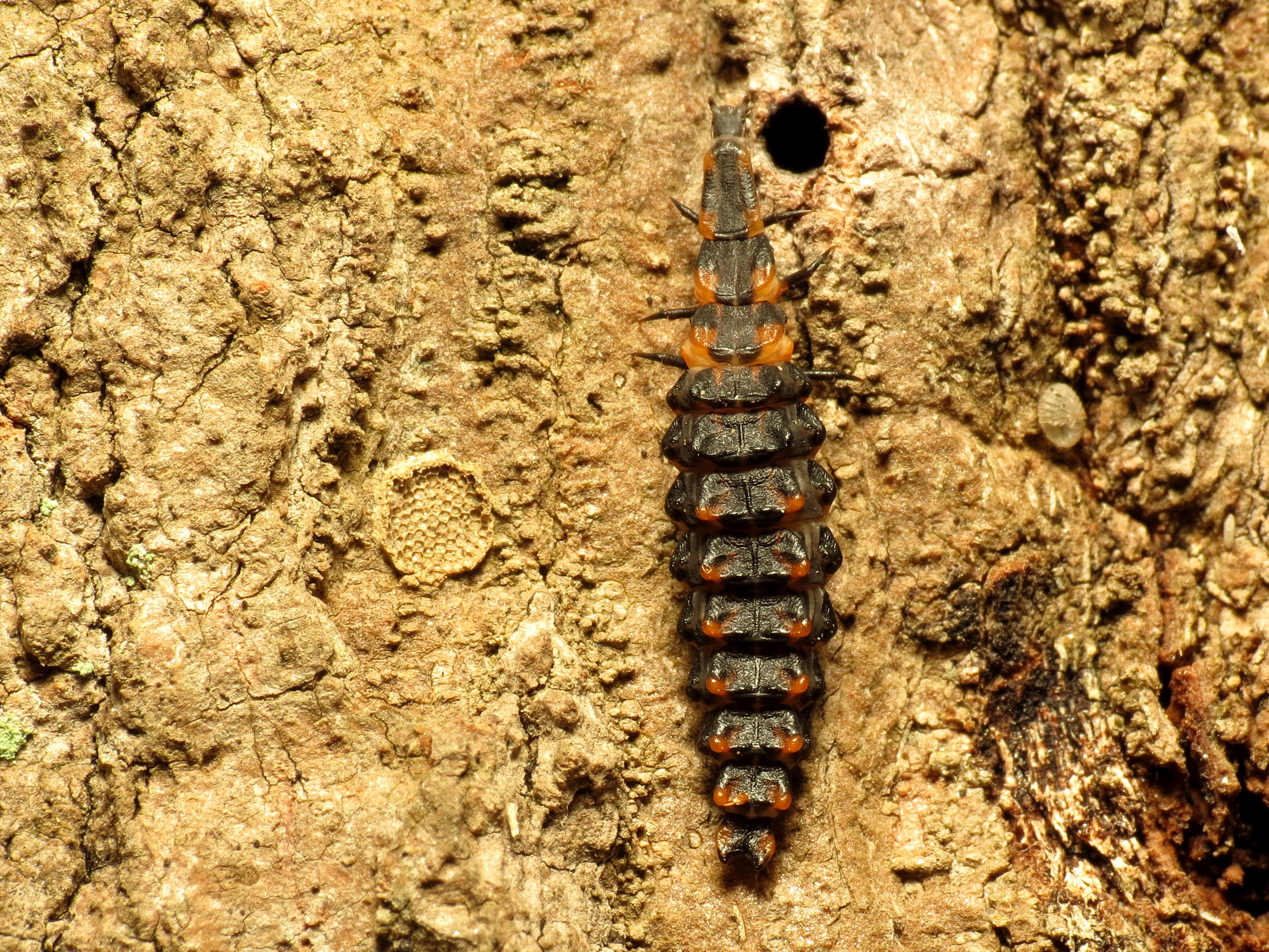 Image of net-winged beetles