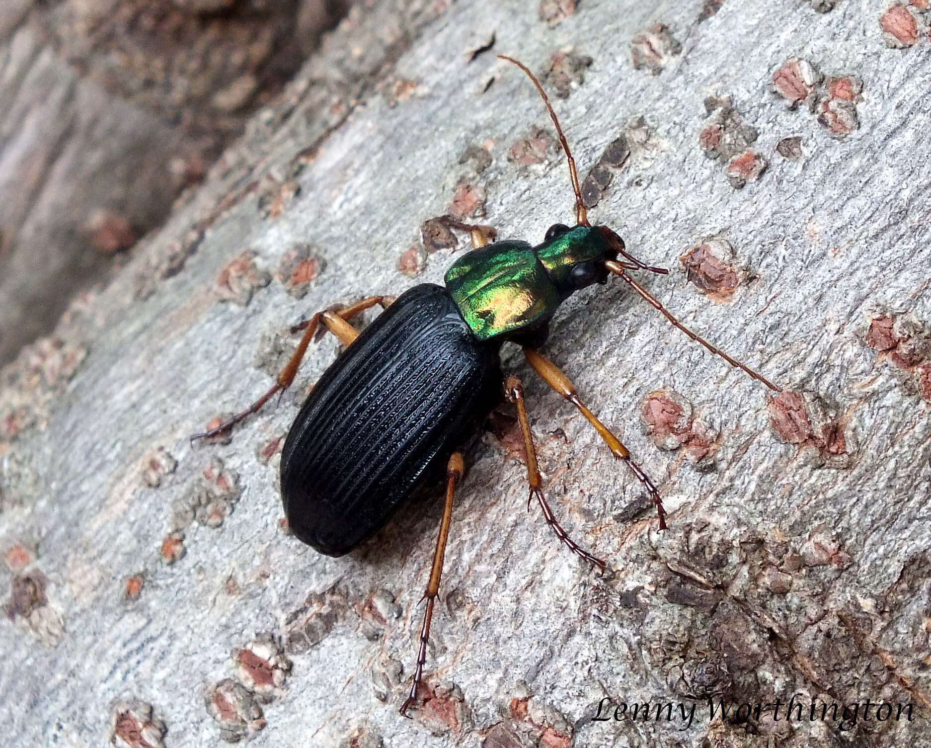 Image of Vivid Metallic Ground Beetles