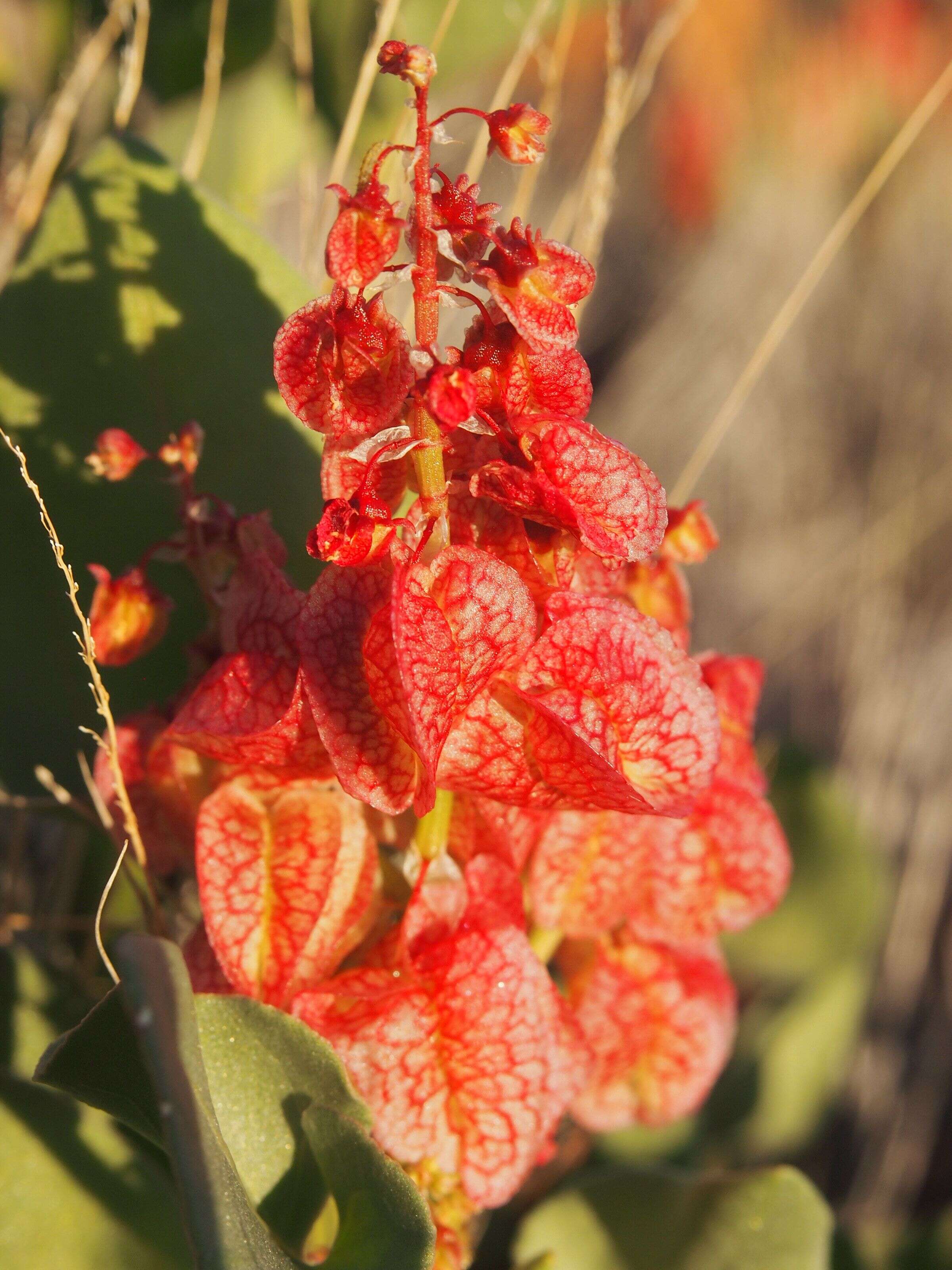 Rumex vesicarius L. resmi