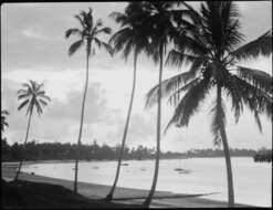 Image of coconut palm