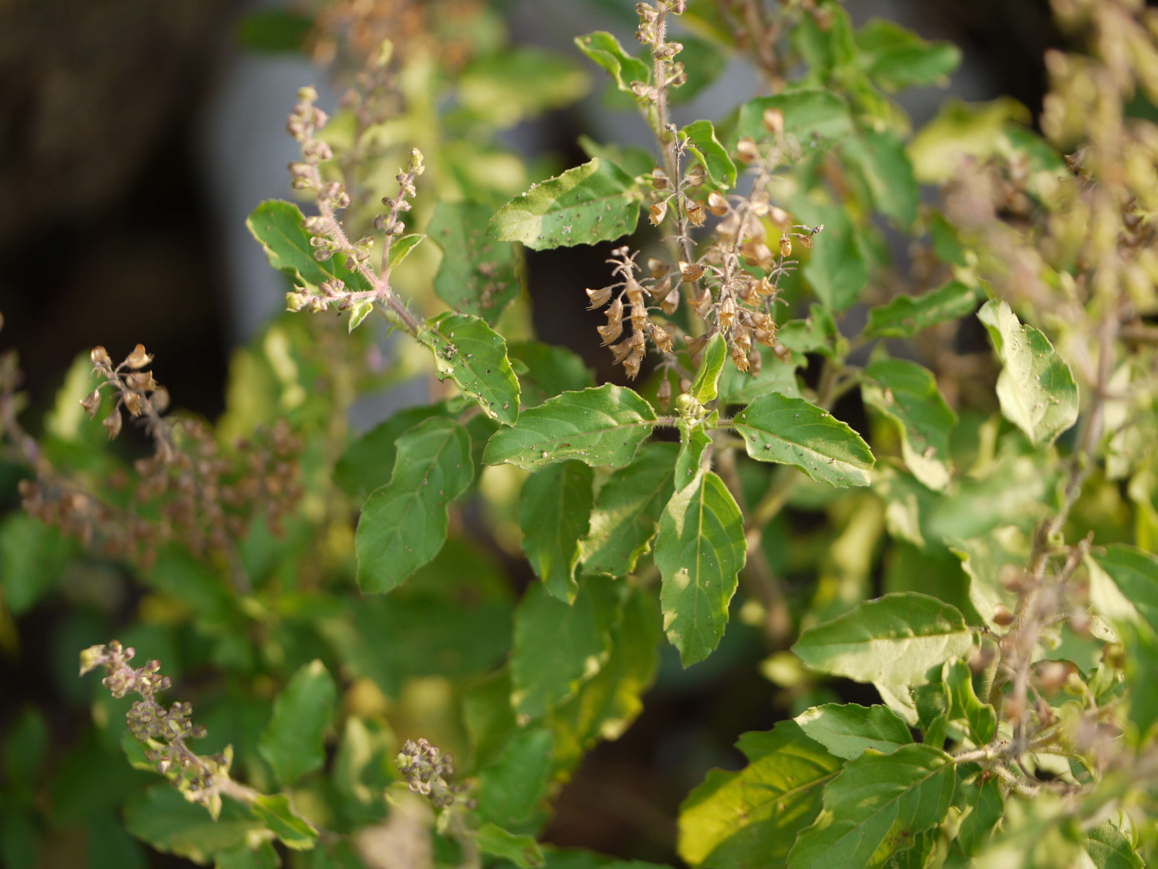 Image of holy basil