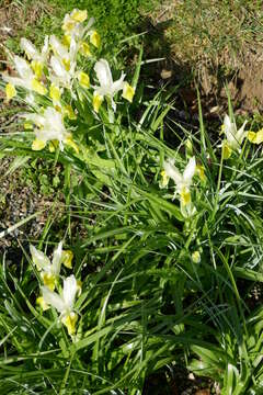 Image of Iris bucharica Foster