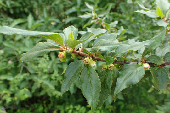 Imagem de Cotoneaster acuminatus Lindl.