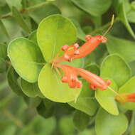 Image of Roundleaf honeysuckle