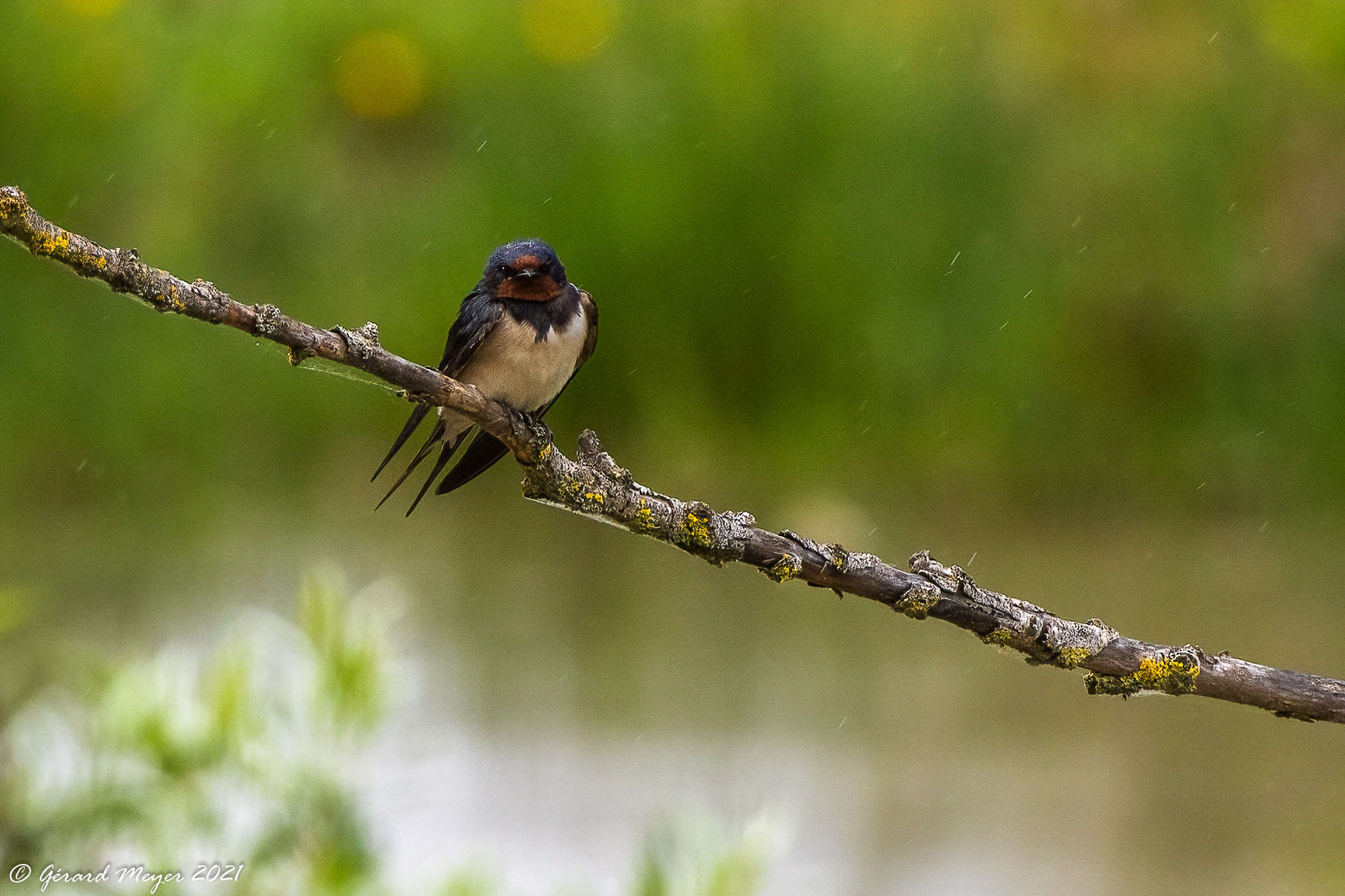 Image of Hirundo Linnaeus 1758