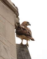 Image of Red-tailed Hawk