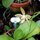 Image of Phalaenopsis pallens (Lindl.) Rchb. fil.