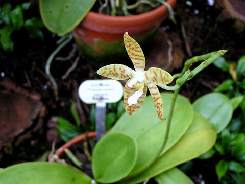 Plancia ëd Phalaenopsis pallens (Lindl.) Rchb. fil.