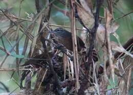 Image of White-breasted Wood Wren