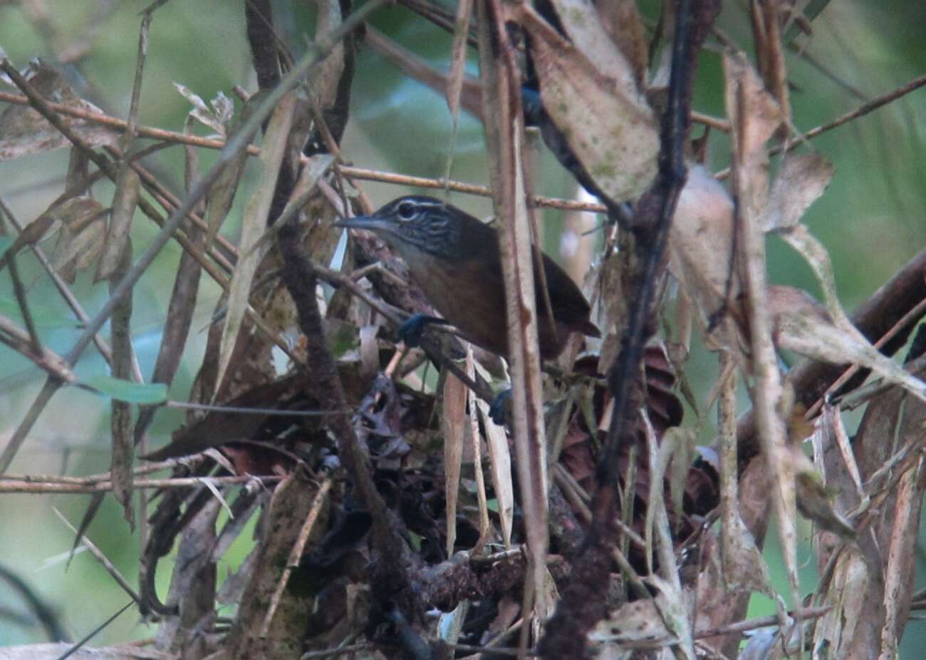 Image of White-breasted Wood Wren