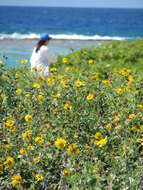 Image of Golden Crownbeard