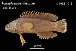 Paraplesiops alisonae Hoese & Kuiter 1984 resmi