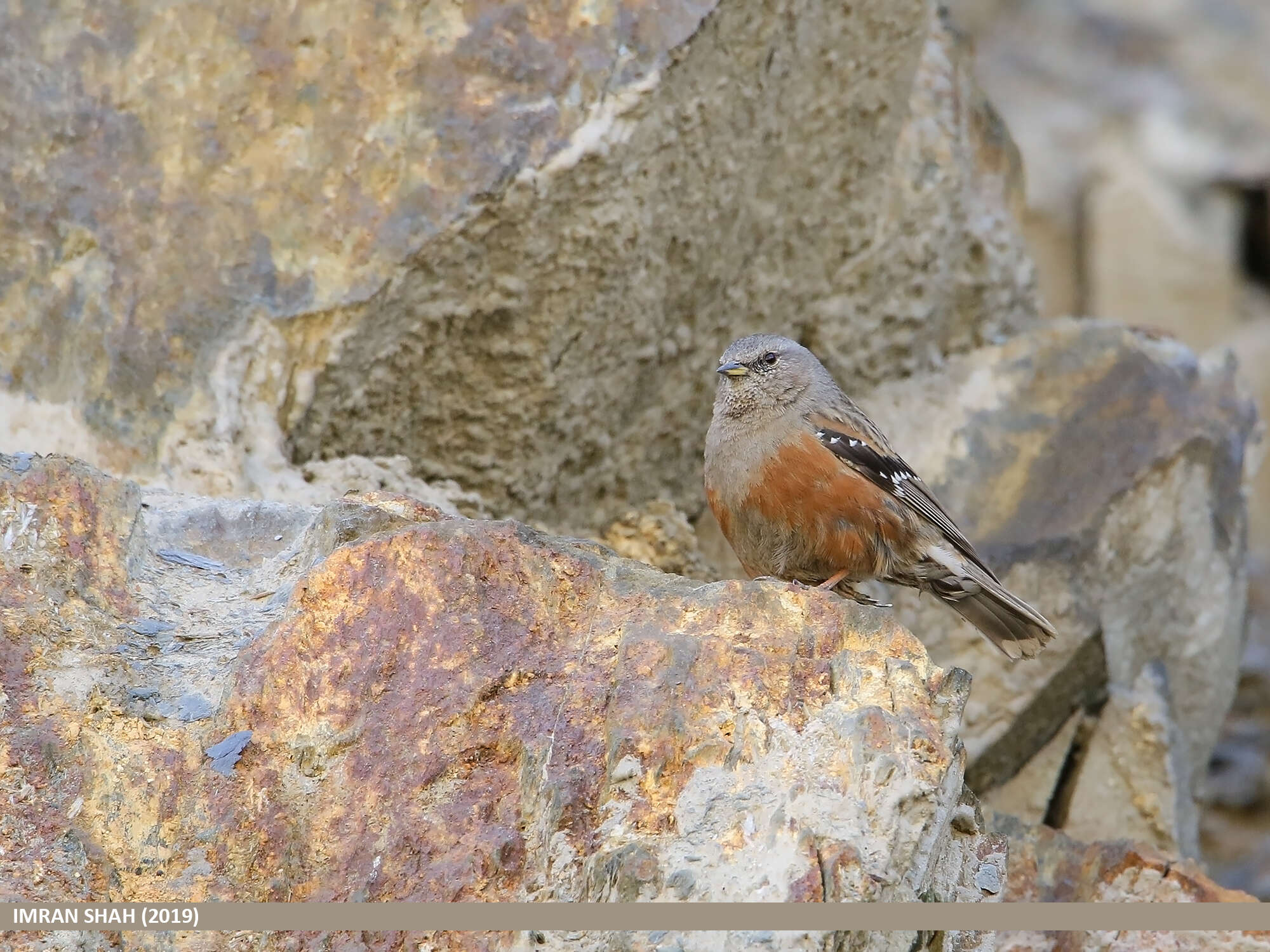 Image of Alpine Accentor