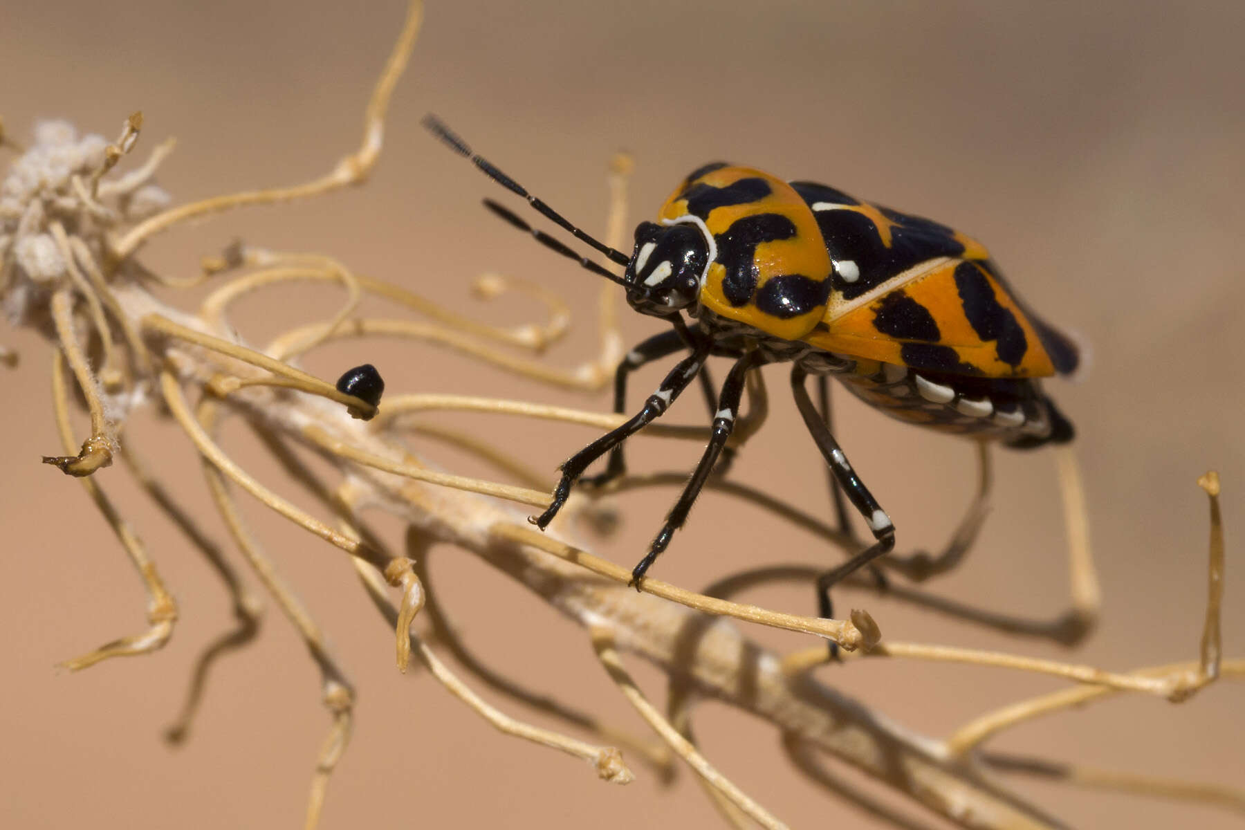 Image of Harlequin Bug