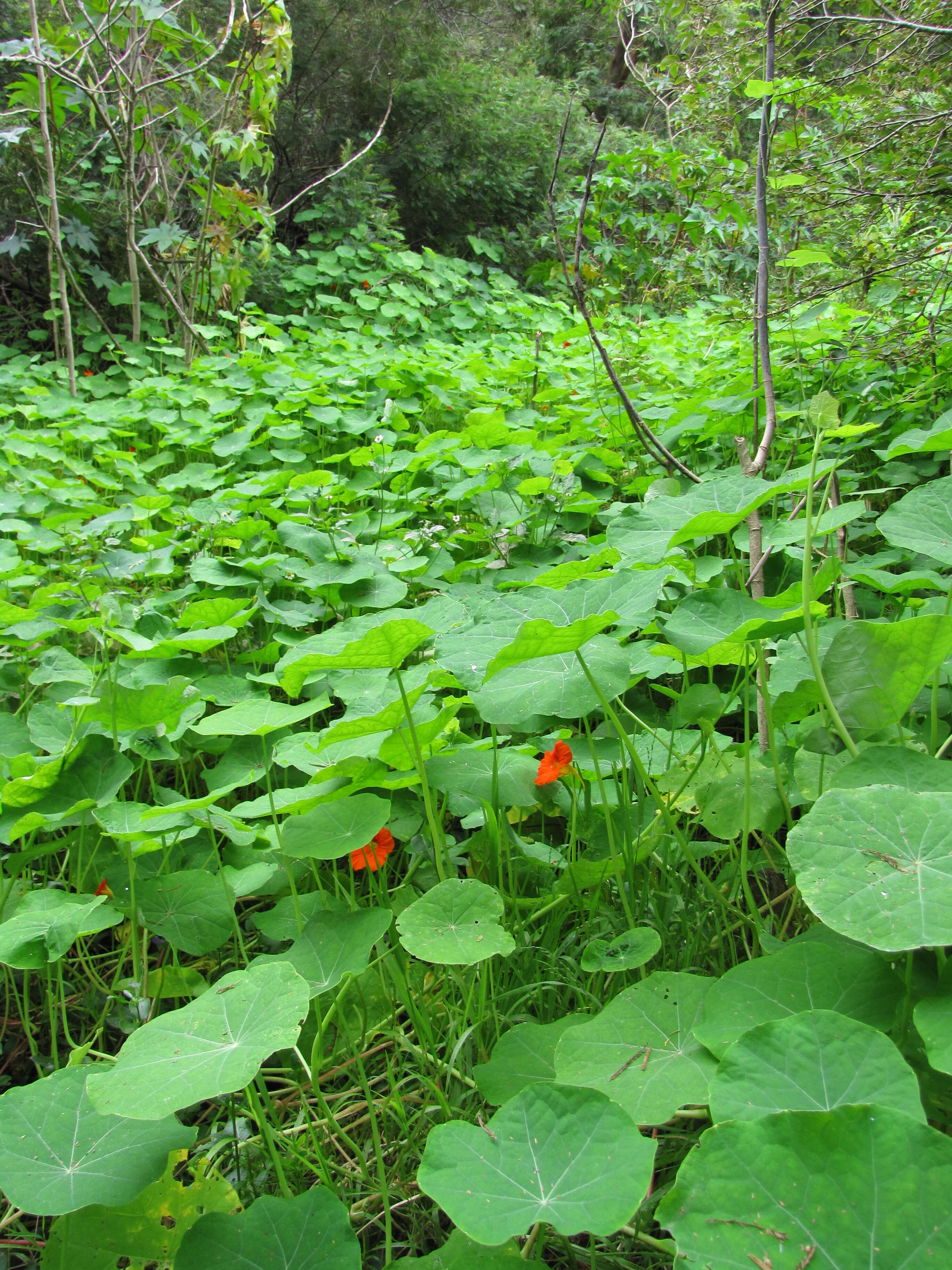 Image of Garden Nasturtium