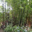 Imagem de Phyllostachys prominens W. Y. Hsiung