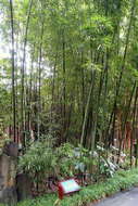 Imagem de Phyllostachys prominens W. Y. Hsiung