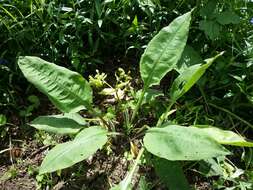 Image of Pulmonaria mollis Hornem.