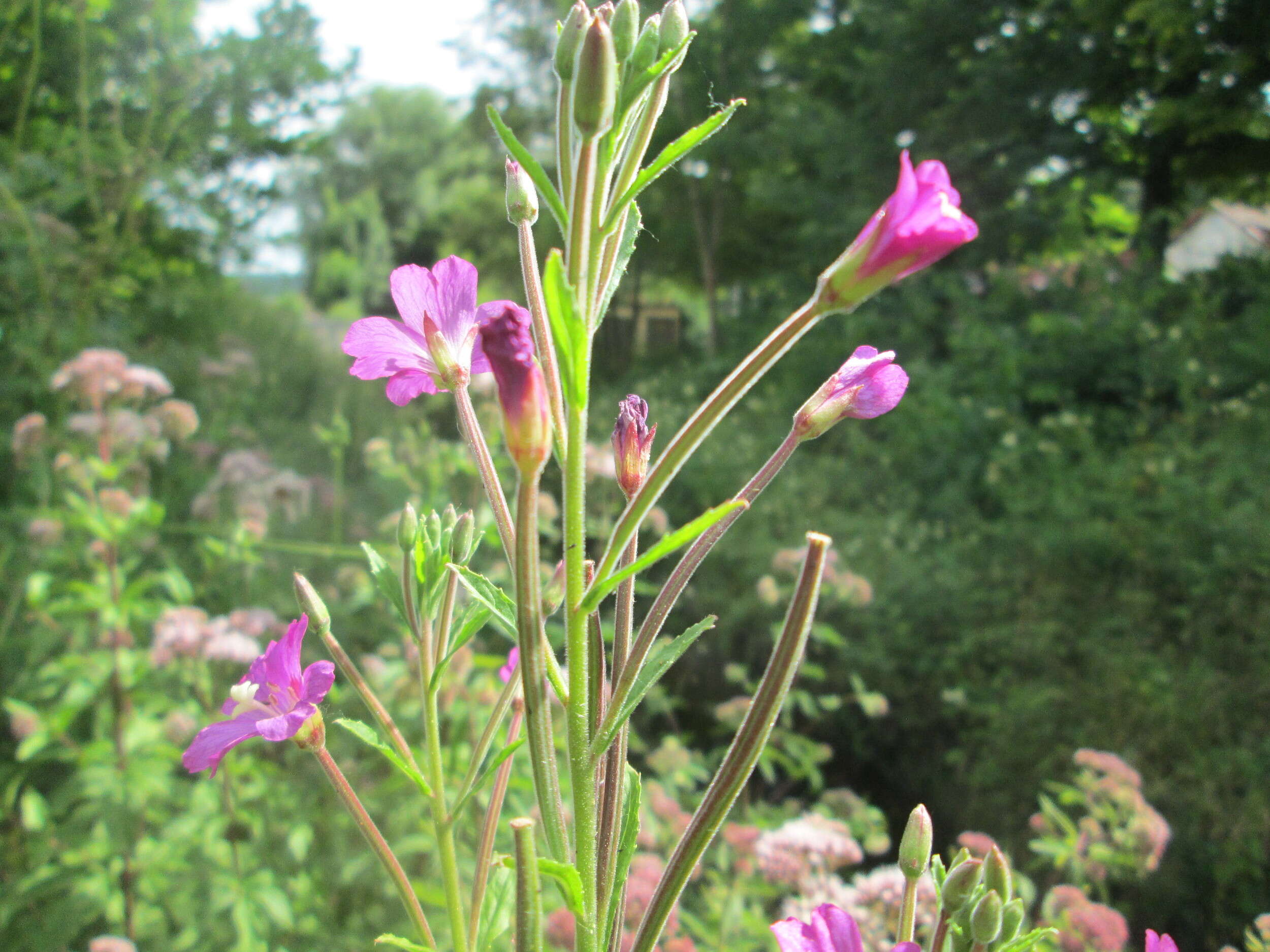 Слика од Epilobium hirsutum L.