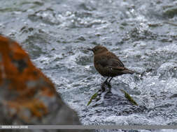 Image of Brown Dipper